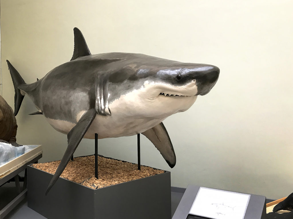 Une visite au mus&eacute;e de zoologie