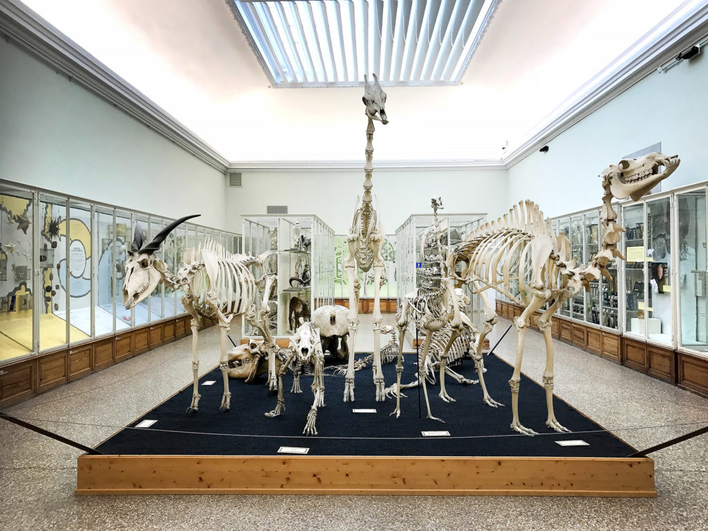 Mus&eacute;e cantonal de zoologie - Une visite immersive &agrave; 360&deg;