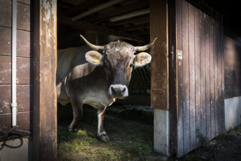 Vache &agrave; Sauvabelin