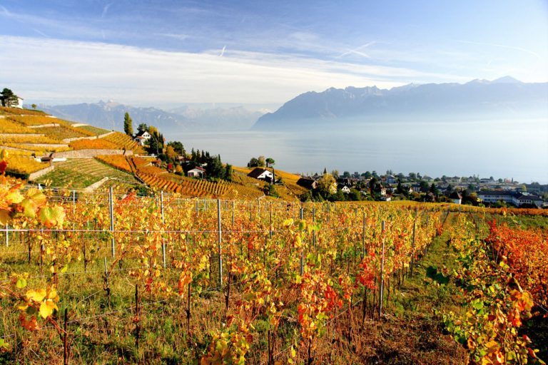 vignoble ©LT/Urs Achermann
