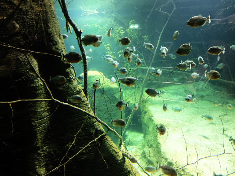 Les piranhas