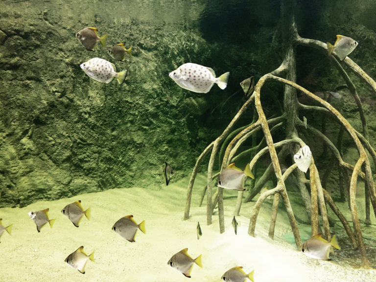 poisson-lune-argent&agrave;