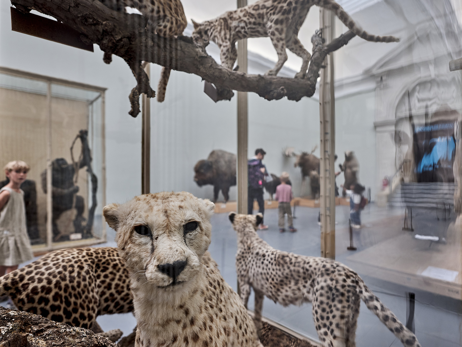 Exposition au Palais de Rumine, Mus&eacute;e Zoologique