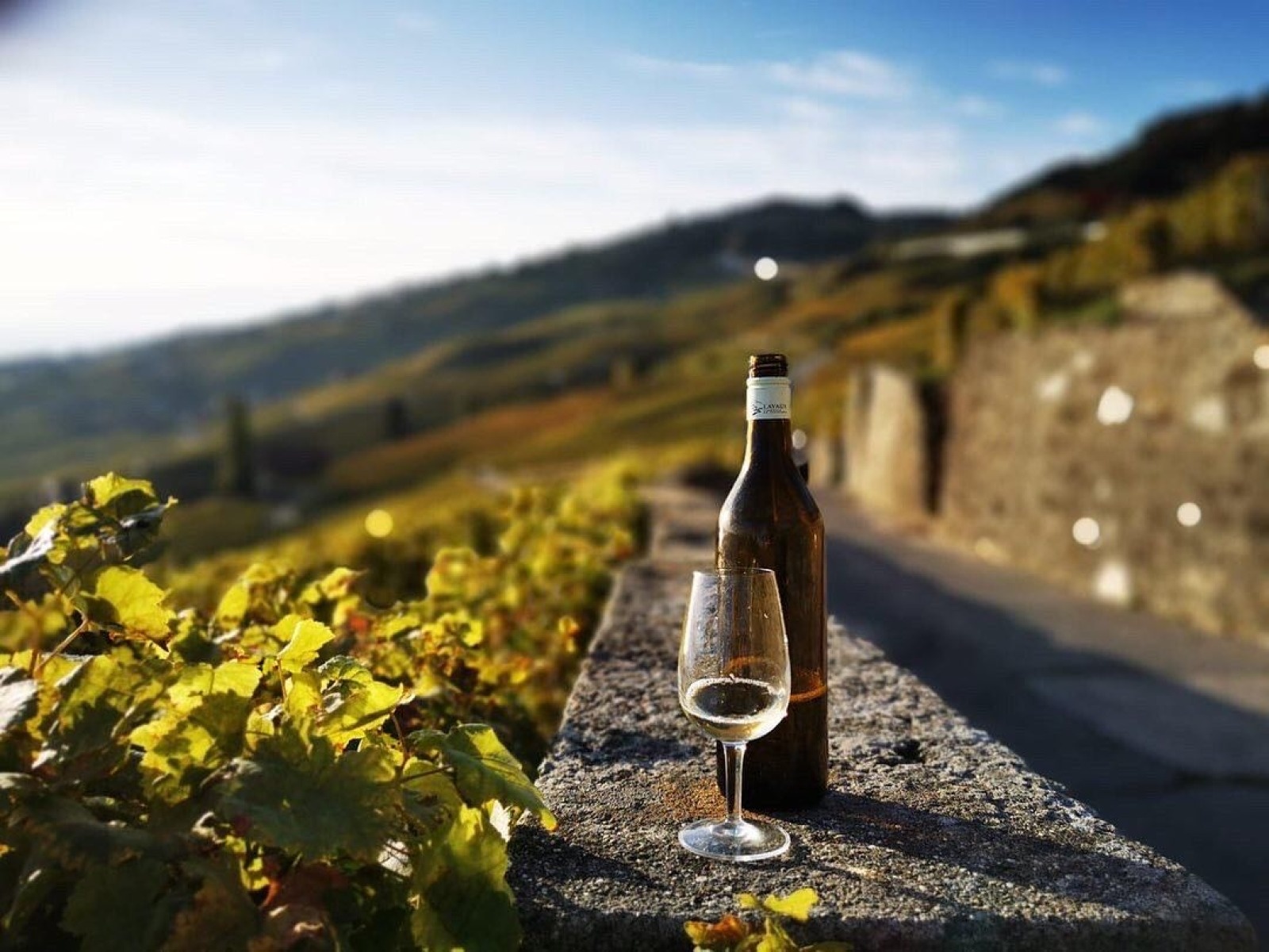 Gaillard &amp; Fils domaine viticole situe en Lavaux (Epesses)  Vignoble - Vignes