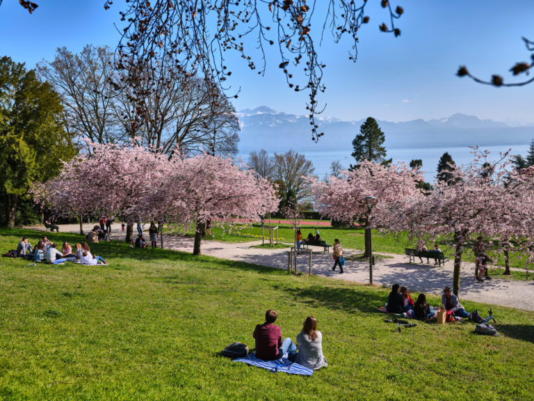 O&ugrave; voir les cerisiers en fleurs &agrave; Lausanne