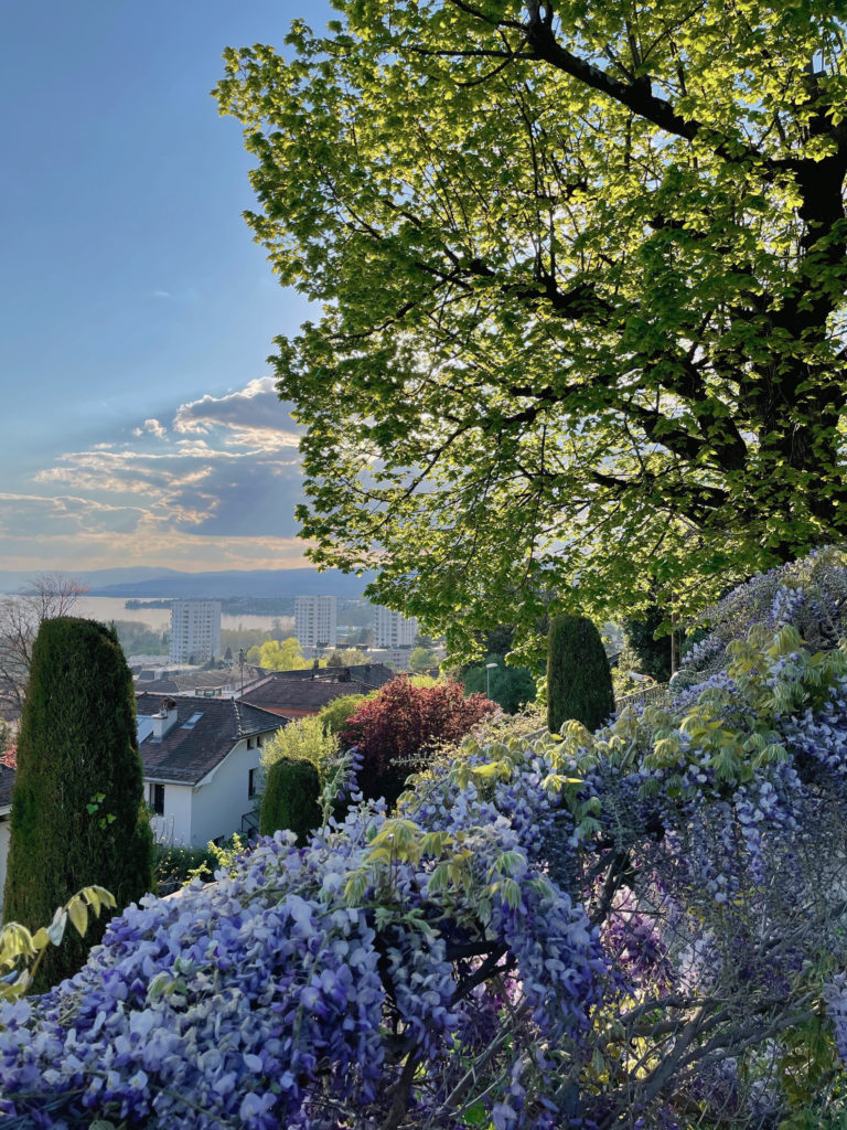 Balade &agrave; la d&eacute;couverte des plus beaux arbres de Lausanne