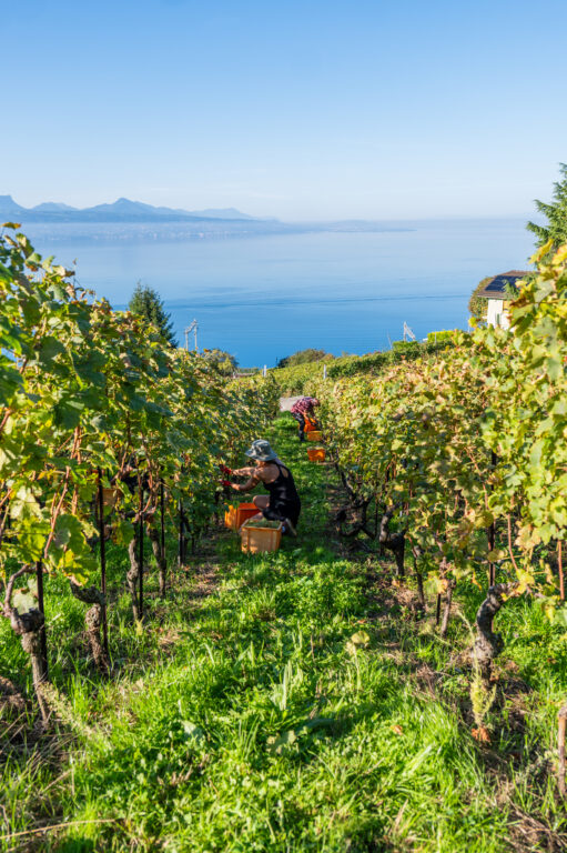 Vendanges en symphonie au Domaine Vitis Musicalis
