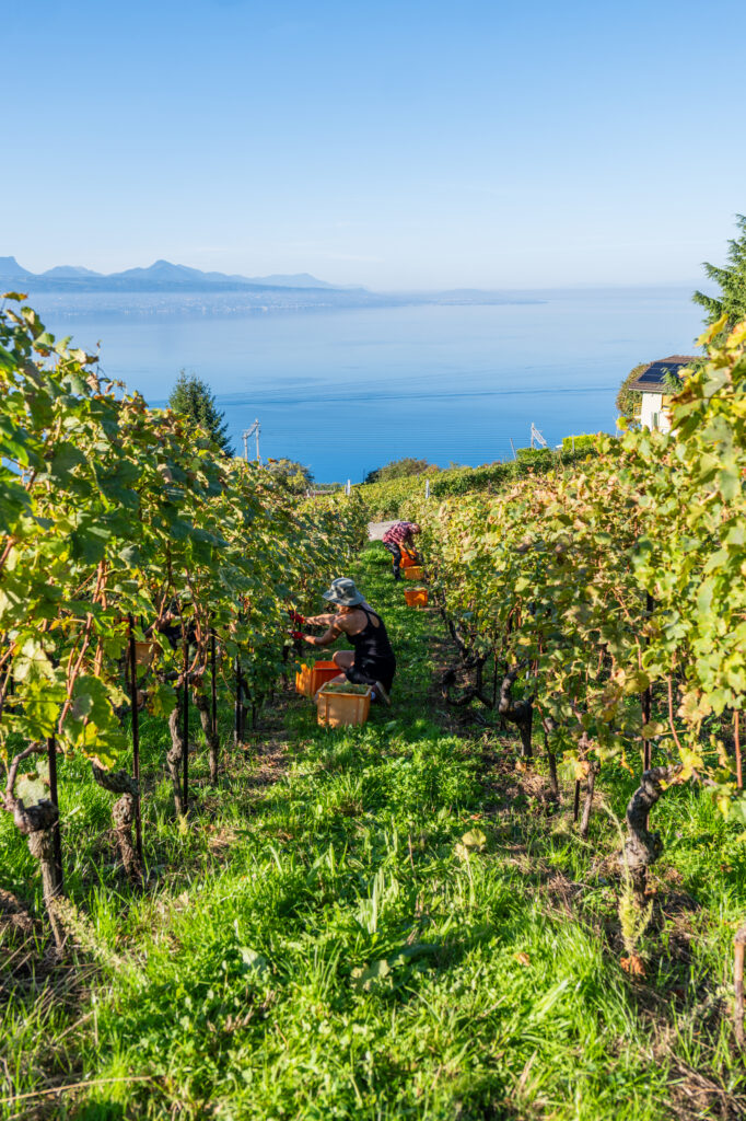 Vendanges en symphonie au Domaine Vitis Musicalis