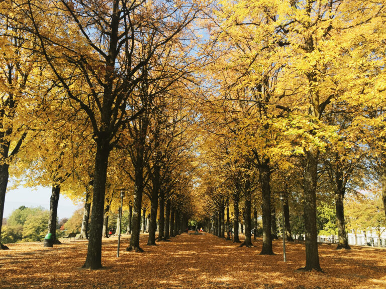 Balades automnales dans les parcs lausannois